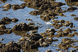 圣地亞哥,海岸線,白鷺