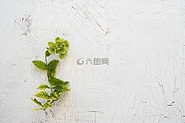 廠,綠色,背景