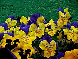 花,三色堇,春
