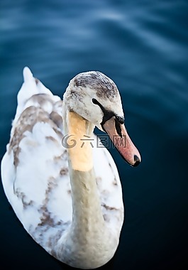 鴨,鳥,動物