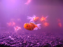 飛行,魚,水族館