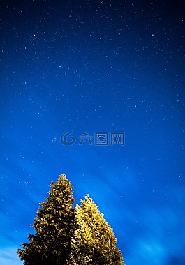 樹,植物,自然