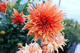橙花,花,黃色花