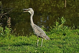 鳥,鷺,藍鷺
