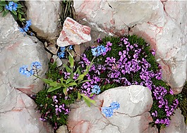 山,鮮花,山花兒