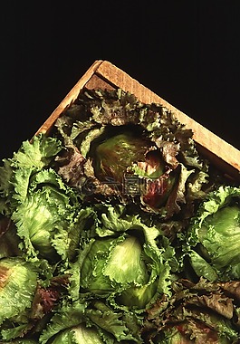生菜,冰山一角,新鮮