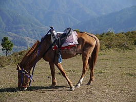 馬,動物,寵物