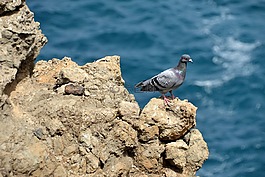 鴿子,海,鳥