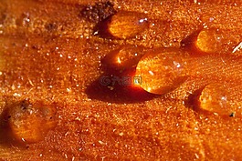 樹(shù)脂,瀝青,樹(shù)修剪