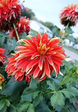 紅色,橙花,花