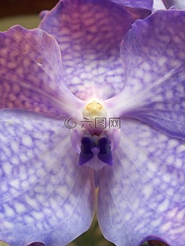蘭花,花,紫色的小花
