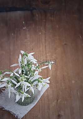 斯諾德羅普,鮮花,白
