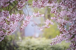 粉紅色,春,自然
