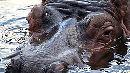 河馬,非洲,動(dòng)物園