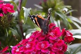 蝴蝶,花,夏季