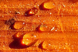 樹(shù)脂,瀝青,樹(shù)修剪