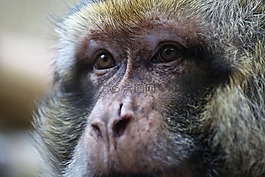 單聲道,動物園,性質(zhì)