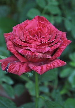 花,羅莎,花園