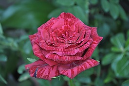 紅玫瑰,植物區(qū)系,花