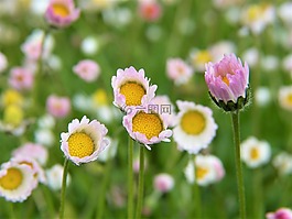 雛菊,鮮花,雨