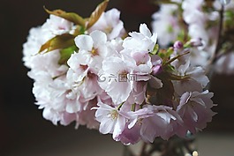 花,盛開,模糊