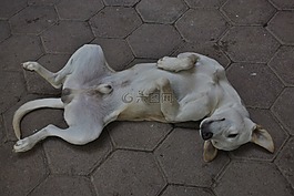 狗,動物,寵物