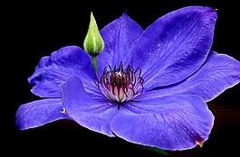 花,鐵線蓮,芽