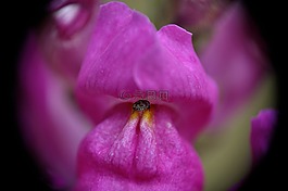 loewenmaeulchen,開花,花