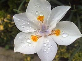 花,白色的花,花園