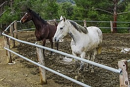 馬匹,農場,動物