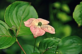 花,花瓣,盛開