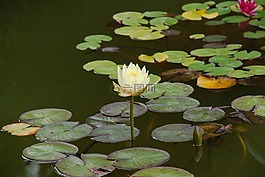 水百合,池塘,鮮花
