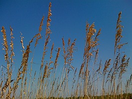 海燕麦,杂草,花序
