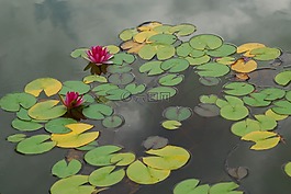 水百合,池塘,鮮花