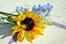 太陽花,花,開花