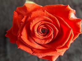 紅玫瑰,粉色,花