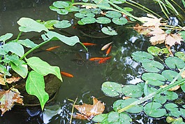 池塘,紅色的魚,植物園