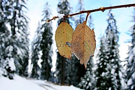 冬季,雪,性質(zhì)