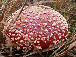 毒菌,草,菌