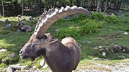 動物,自然,公園