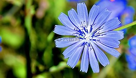 小麥花,藍(lán)色的花,夏季