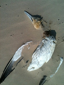 鳥,海灘,砂