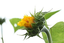 太陽花,蓬勃發(fā)展,性質(zhì)