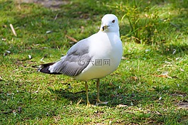 鷗,鳥,海鷗