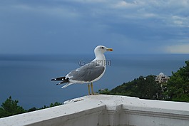 海鷗,鳥,海