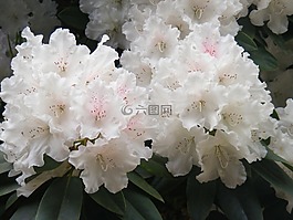 杜鵑,花的,植物