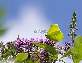 gonepteryx rhamni,蝴蝶,昆蟲(chóng)