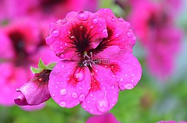 花,關(guān)閉,花園