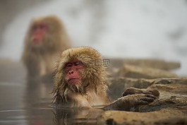 猴子,哺乳動物,野生動物