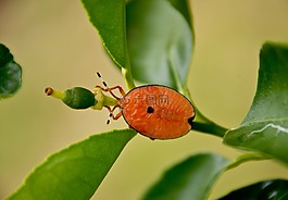 甲虫，昆虫,昆虫,橙色